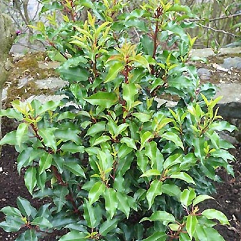 Laurel portugués Brenelia - Prunus lusitanica (Porte)