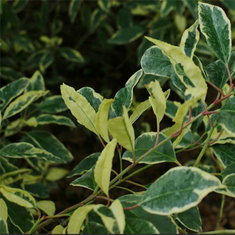 Laurel portugués Variegata - Prunus lusitanica (Follaje)