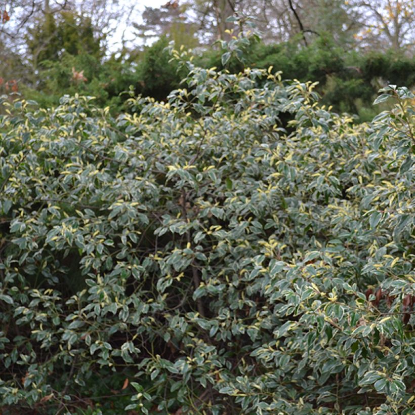 Laurel portugués Variegata - Prunus lusitanica (Porte)