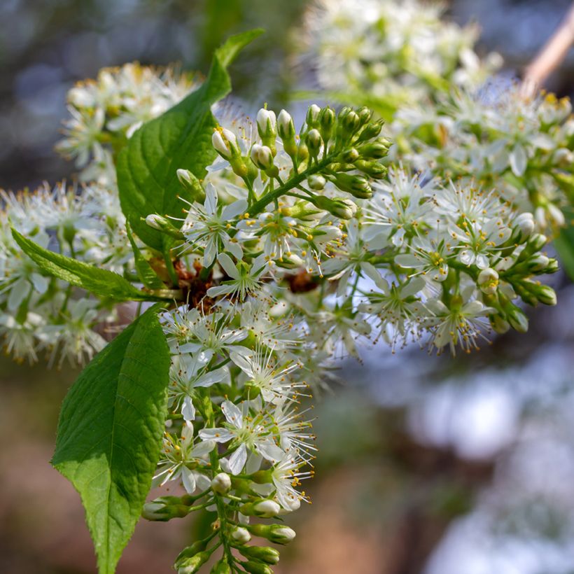 Prunus maackii Amber Beauty - Cerezo de Manchuria (Floración)