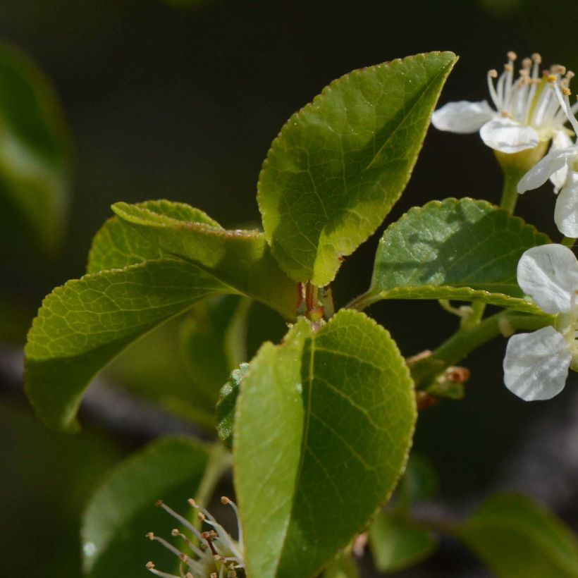 Prunus mahaleb - Cerezo de Santa Lucía (Follaje)