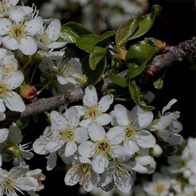 Prunus mahaleb - Cerezo de Santa Lucía (Floración)