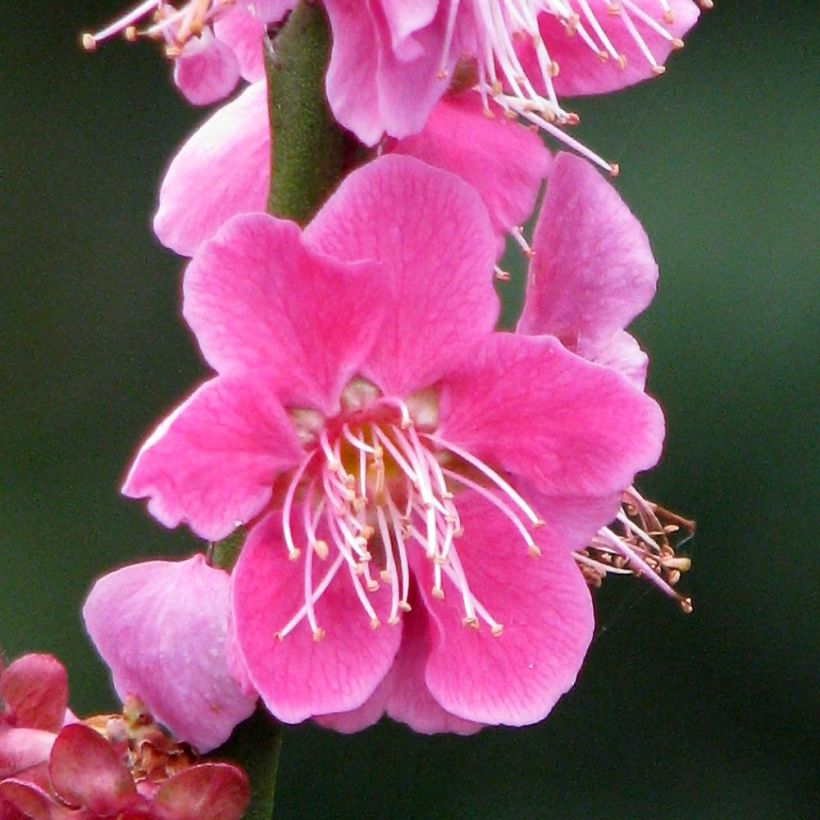 Prunus mume Beni Chidori - Ume (Floración)