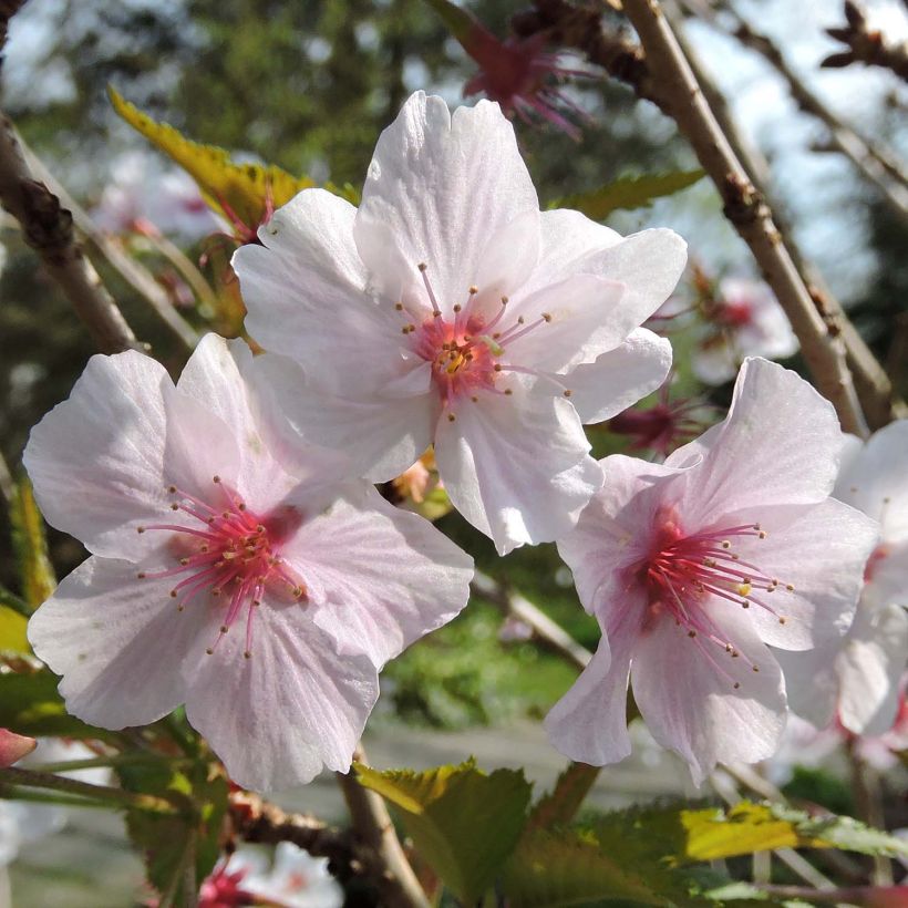 Prunus nipponica var. kurilensis Brillant (Floración)