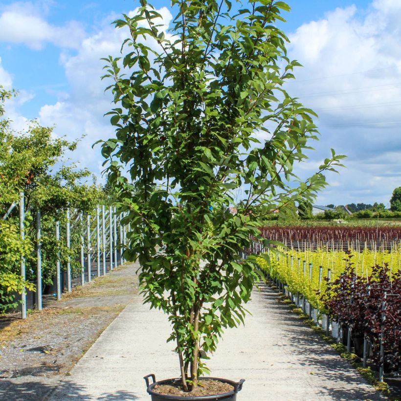 Prunus padus - Cerezo de racimos Ejemplar entregado en la primavera