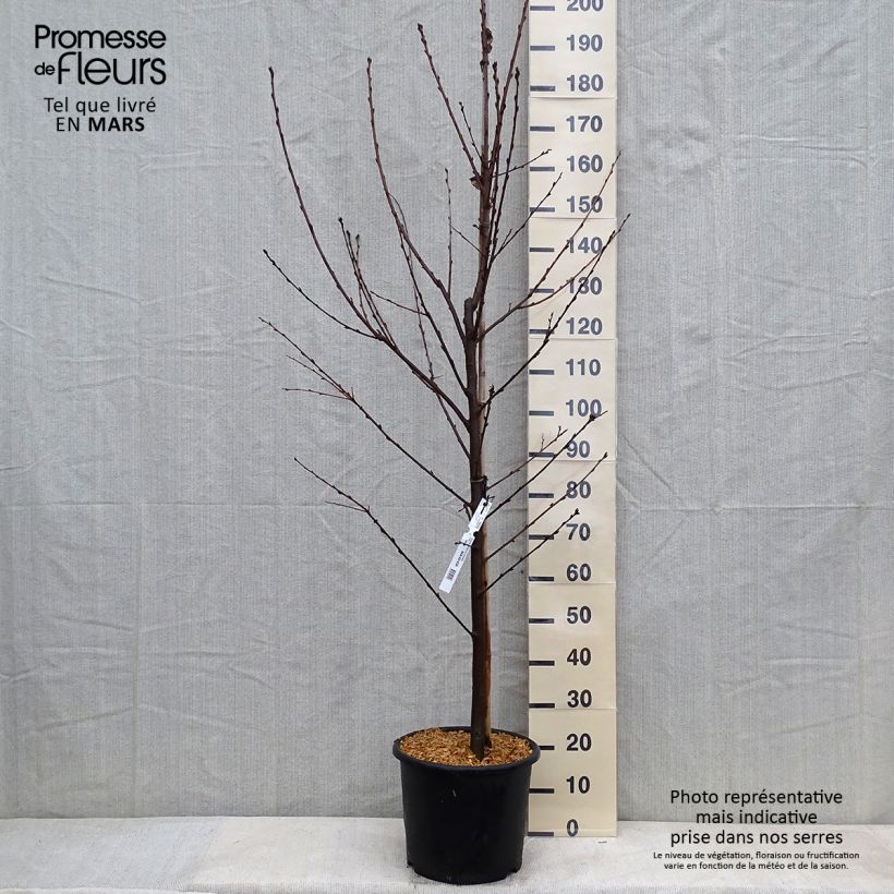 Prunus padus Le Thoureil - Cerisier à grappes  Pot de 12L/15L Ejemplar entregado en invierno