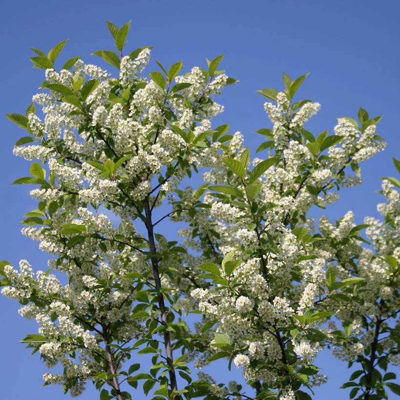 Prunus padus Nana - Cerisier à grappes nain (Floración)