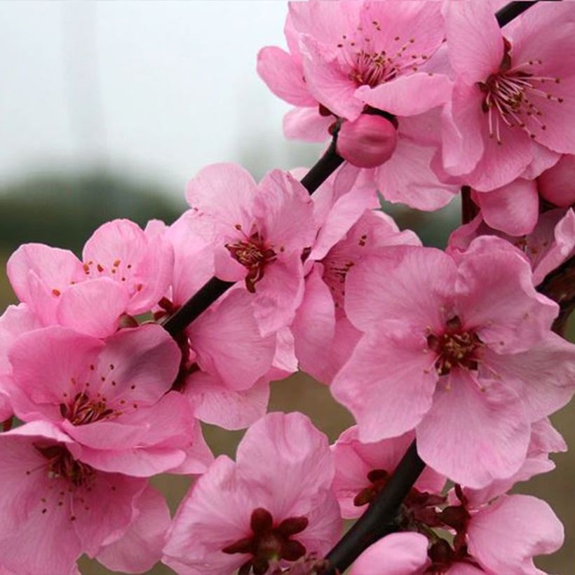 Pêcher à fleurs - Prunus persica Spring Glow (Floración)