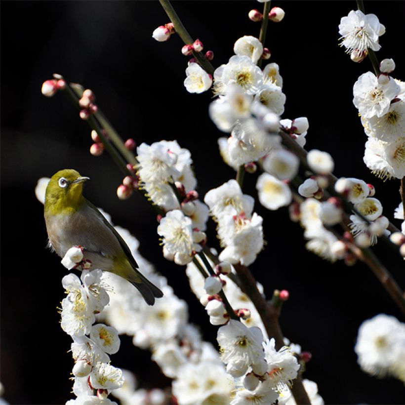 Prunus persica Taoflora White (Floración)