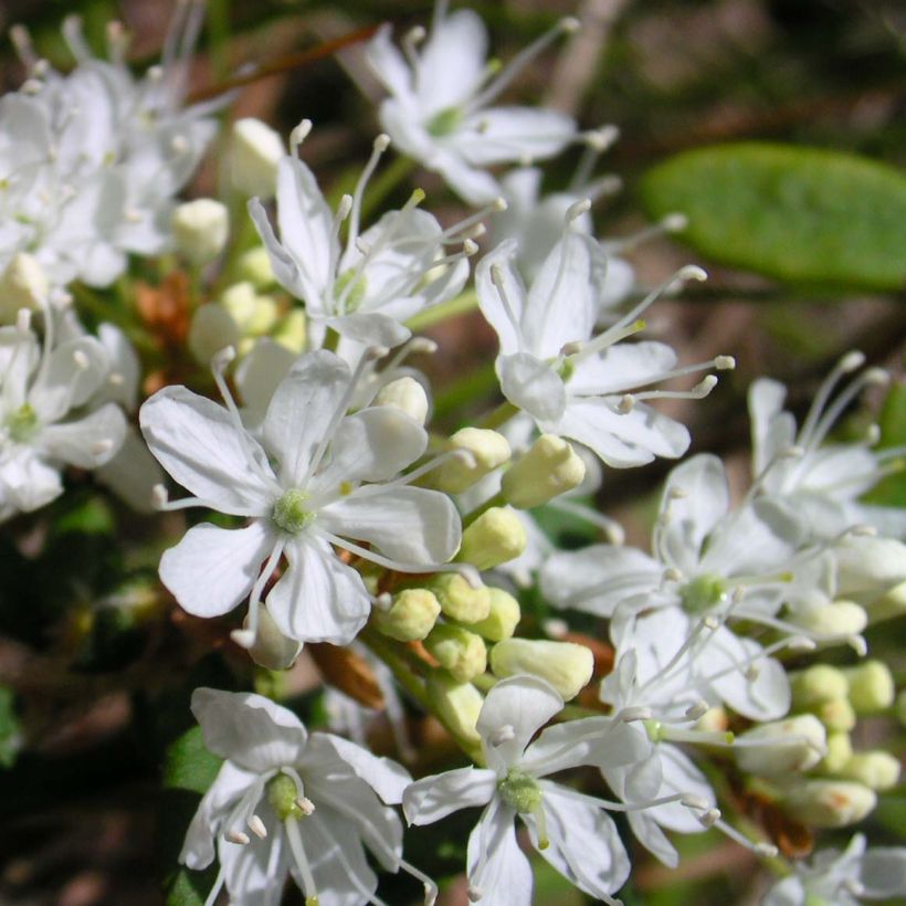 Prunus pumila Depressa (Floración)