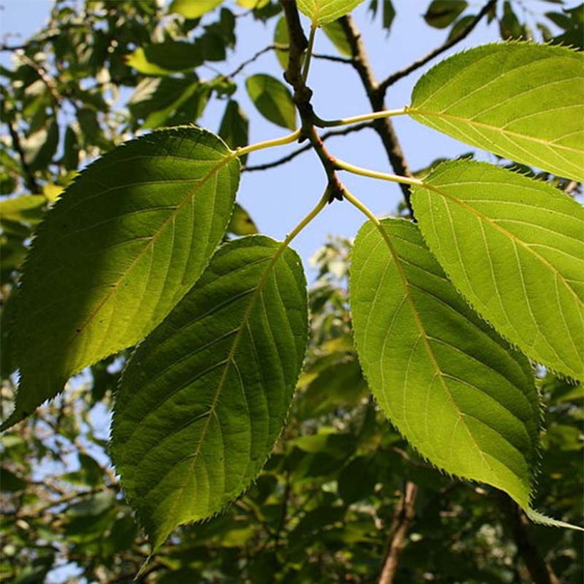 Prunus serrula Amber Scots (Follaje)