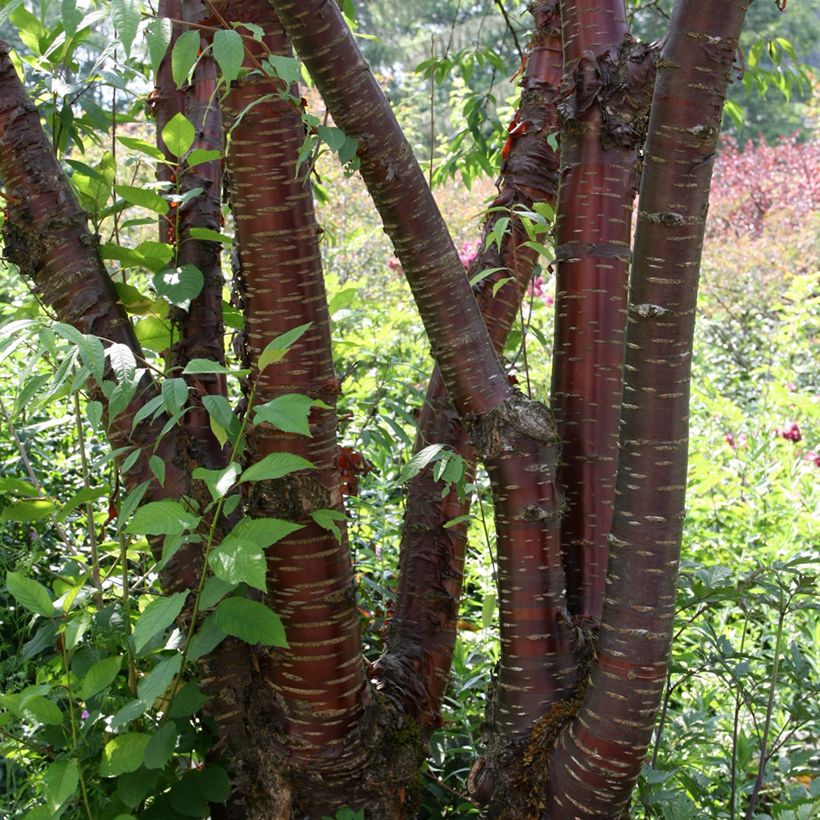 Prunus serrula (Porte)