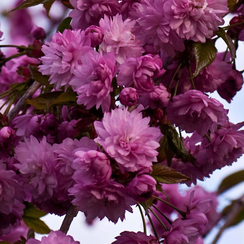 Cerezo japonés Kiku-Shidare-Zakura - Prunus serrulata (Floración)