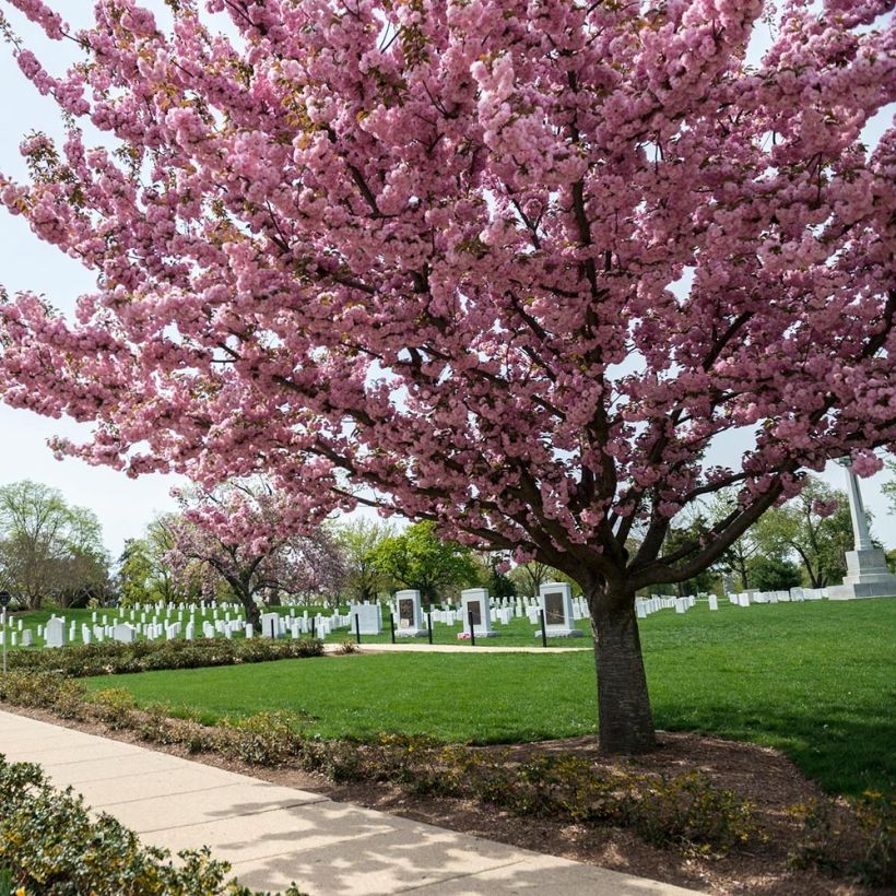 Cerezo japonés Pink Perfection - Prunus serrulata (Porte)