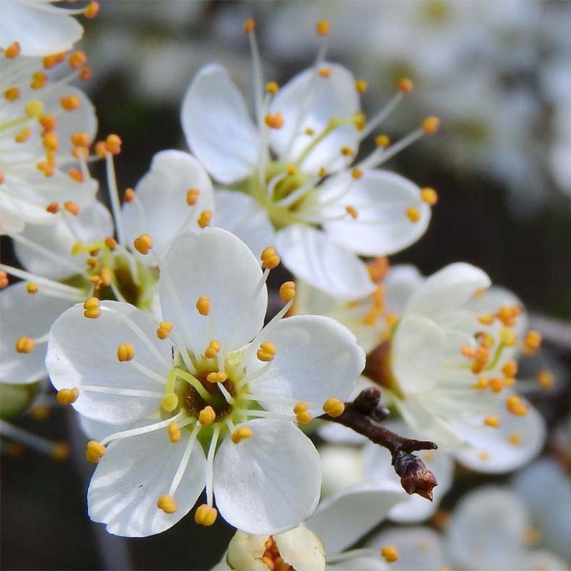 Endrino - Prunus spinosa (Floración)