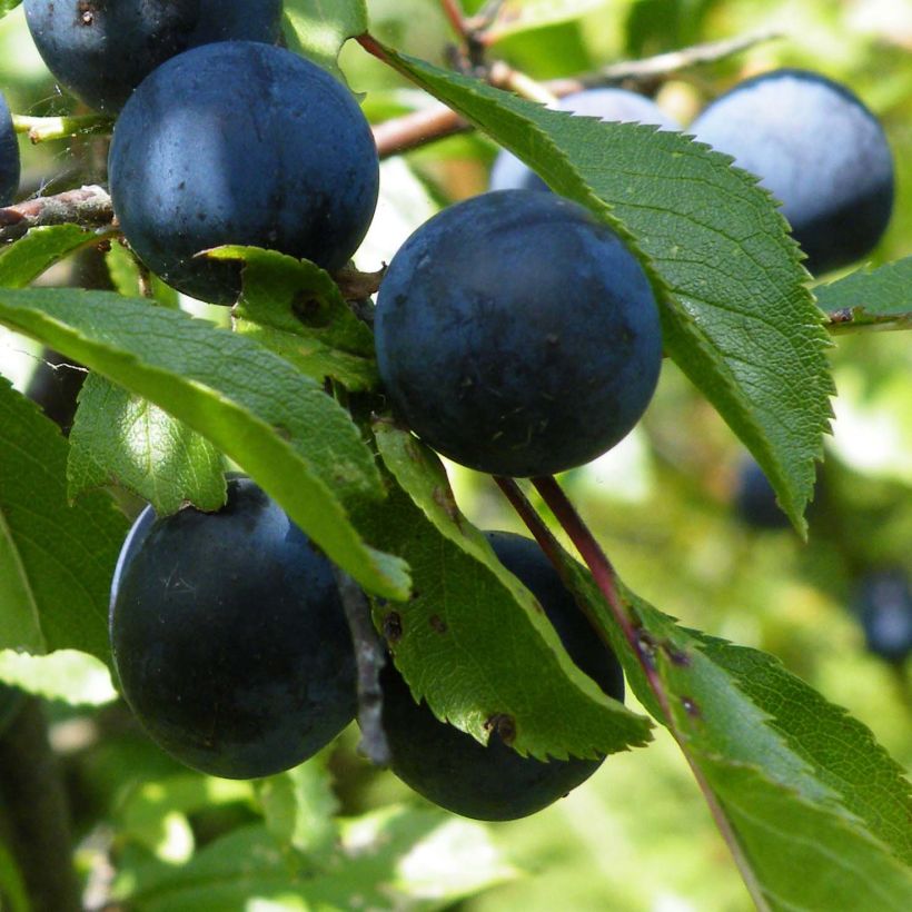 Endrino - Prunus spinosa (Cosecha)