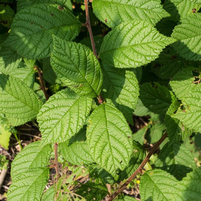 Prunus tomentosa - Cereza de Nanjín (Follaje)