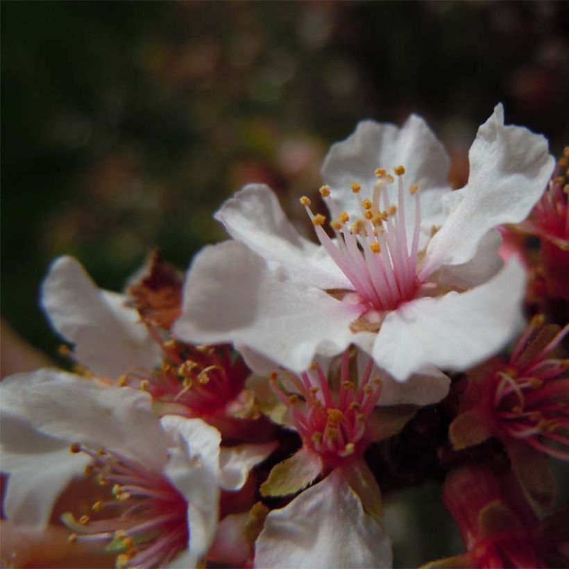 Prunus tomentosa - Cereza de Nanjín (Floración)