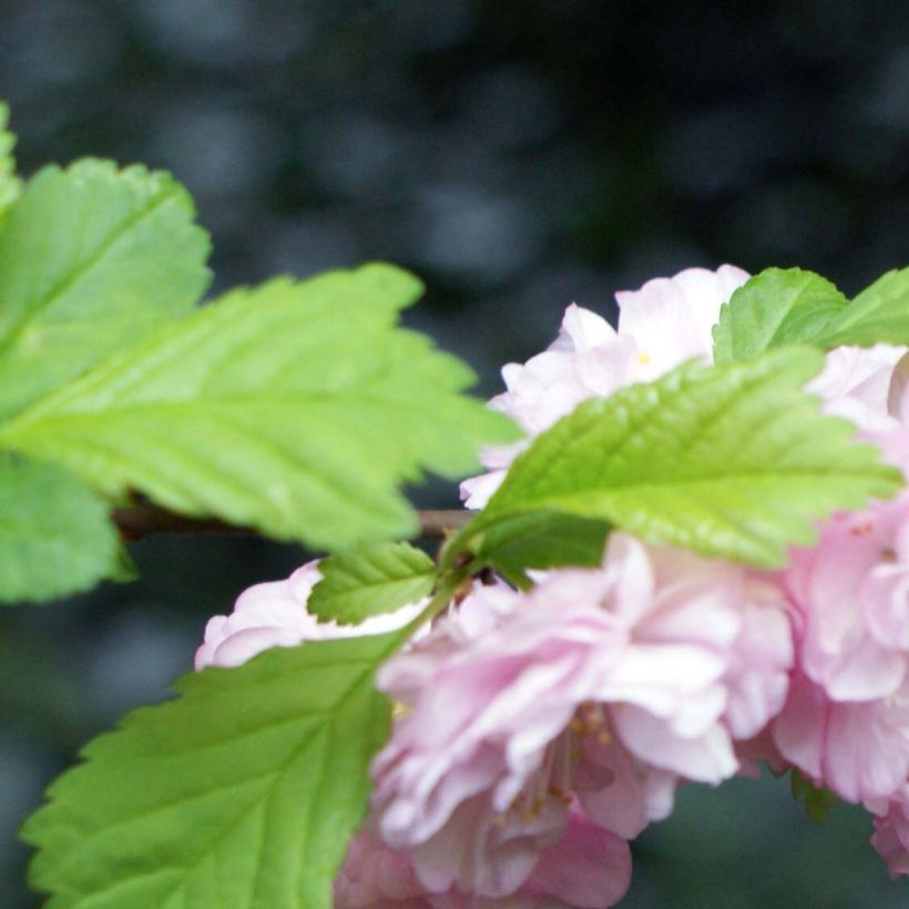 Ciruelo de flor - Prunus triloba (Follaje)