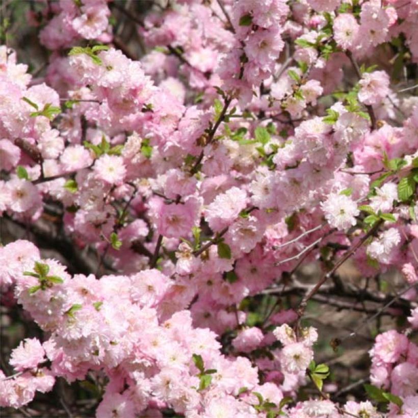 Ciruelo de flor - Prunus triloba (Floración)