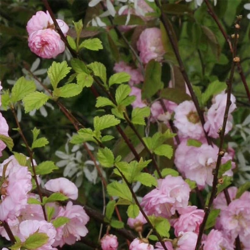 Ciruelo de flor Multiplex - Prunus triloba (Follaje)