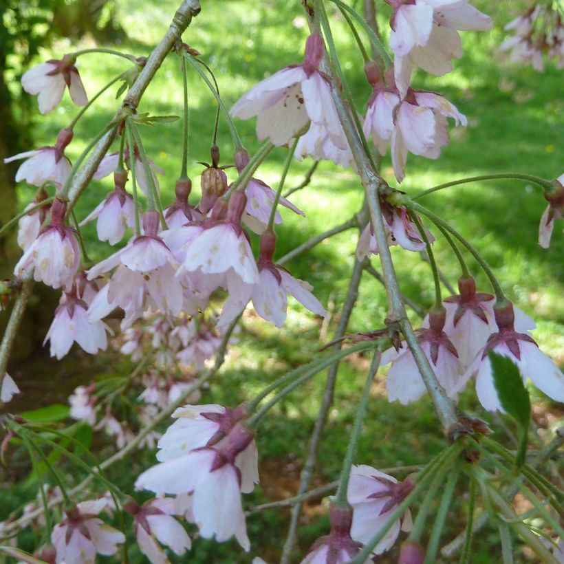 Cerezo de flor subhirtella Pendula Rubra (Floración)