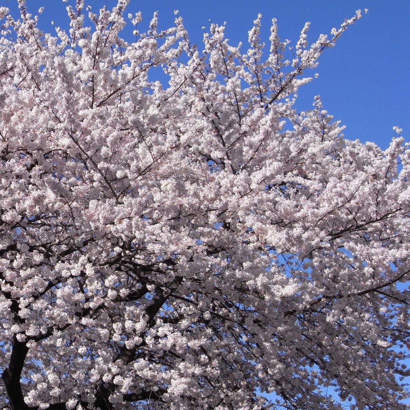 Prunus yedoensis - Cerezo Yoshino (Floración)