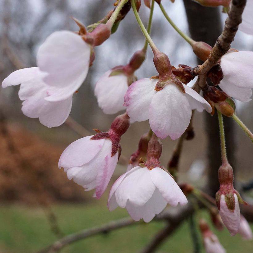 Prunus yedoensis Shidare Yoshino - Cerezo Yoshino (Floración)