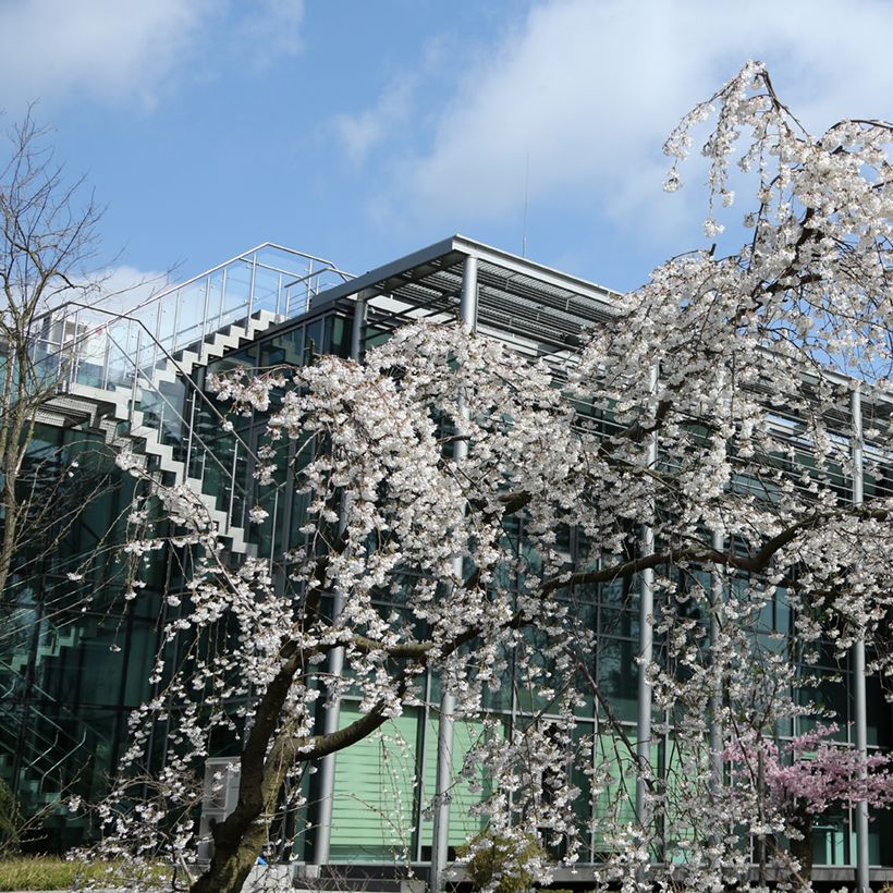 Cerisier à fleurs pleureur - Prunus yedoensis Ivensii (Porte)