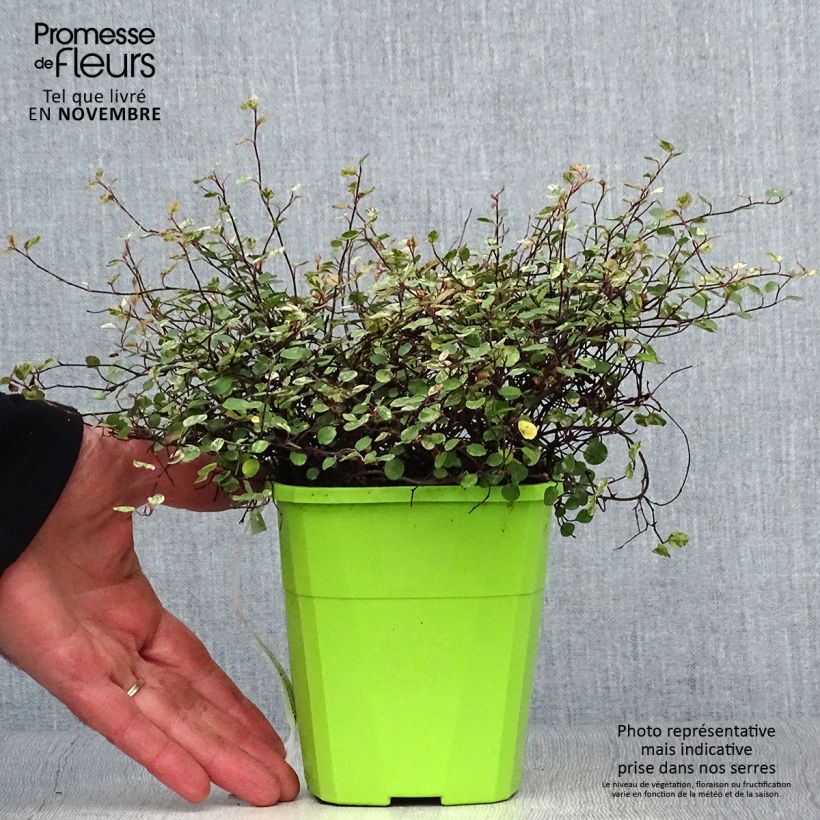 Ejemplar de Pseudanthus tasmanicus Radiance - Pot de 1.5L/2L entregado en otoño