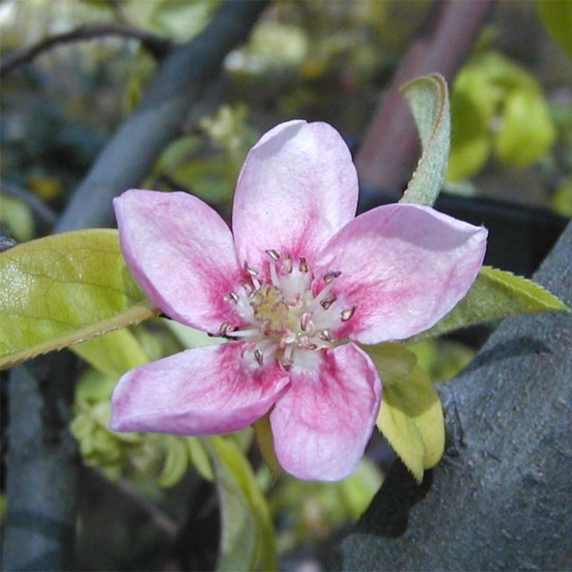 Pseudocydonia sinensis - Membrillero de China (Floración)