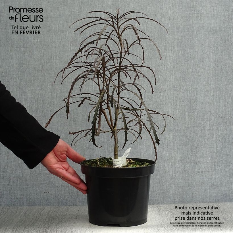 Pseudopanax Bronze Eagle Pot de 3L/4L Ejemplar entregado en invierno