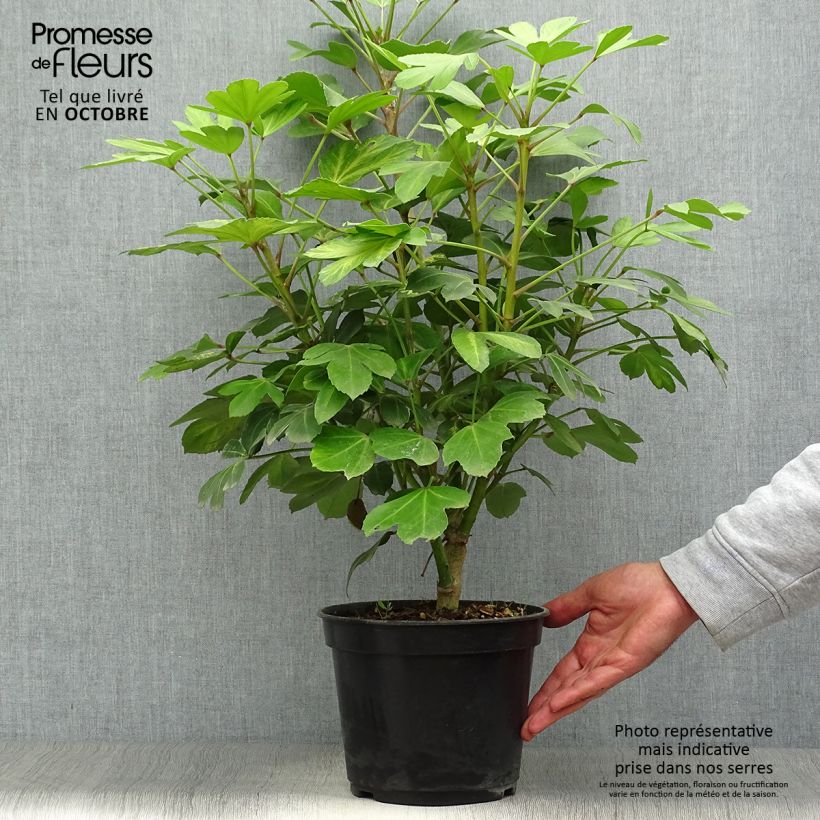 Ejemplar de Pseudopanax Gecko Gold - Houpara Pot de 3L/4L entregado en otoño