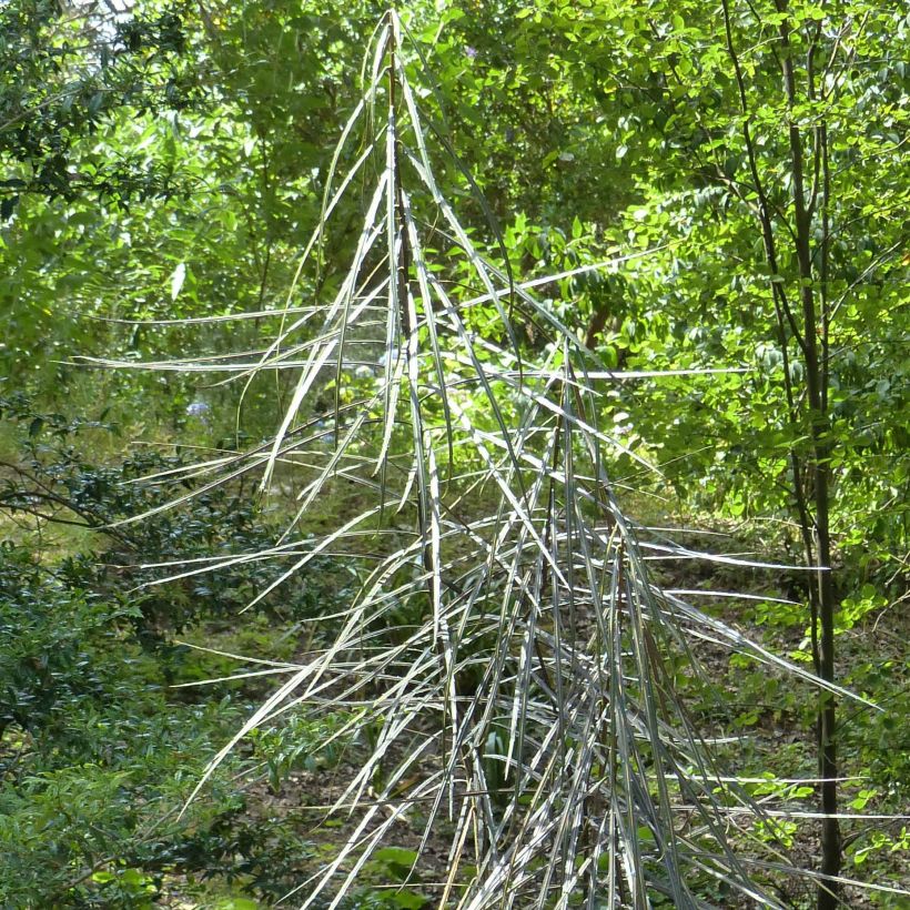 Pseudopanax crassifolium (Follaje)