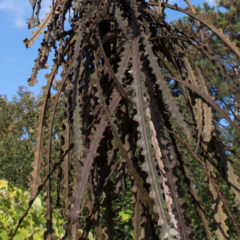 Pseudopanax ferox - Árbol lanza dentado (Follaje)