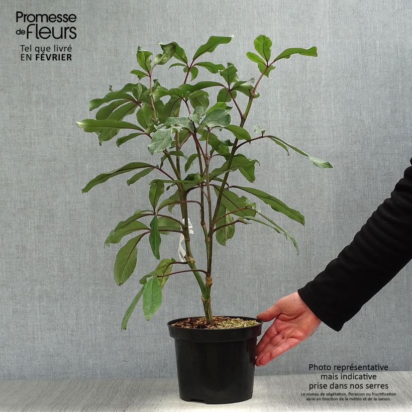 Pseudopanax laetus  Pot de 3L/4L Ejemplar entregado en invierno