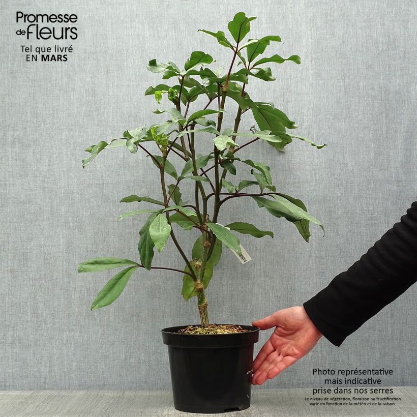 Pseudopanax laetus  Pot de 3L/4L Ejemplar entregado en la primavera