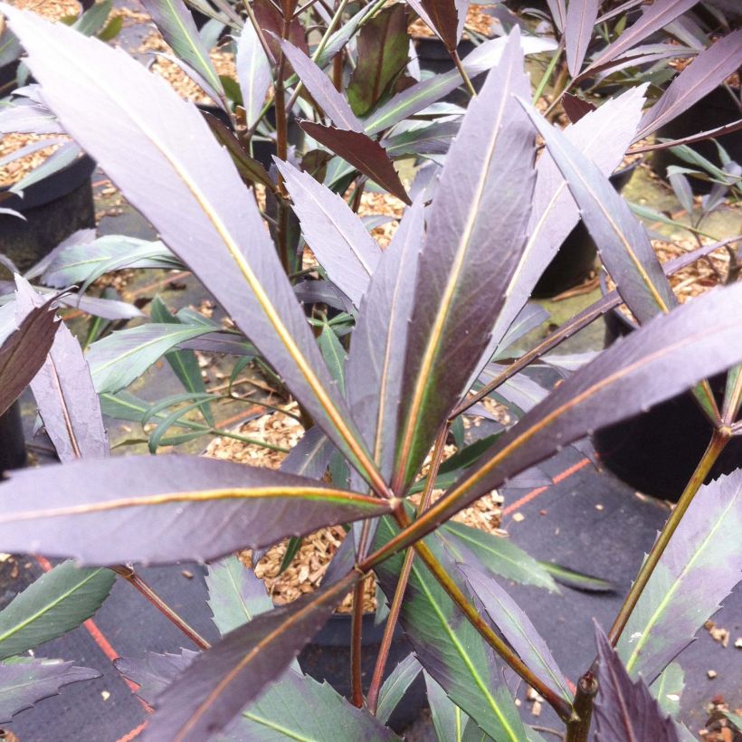 Pseudopanax Dark Star (Follaje)