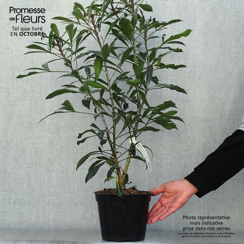 Ejemplar de Pseudopanax lessonii Dark Star - Houpara Pot de 2L/3L entregado en otoño