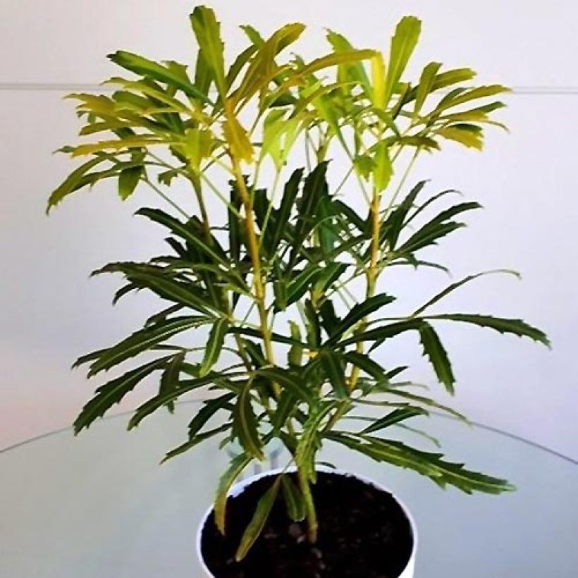 Pseudopanax Goldfinger (Porte)