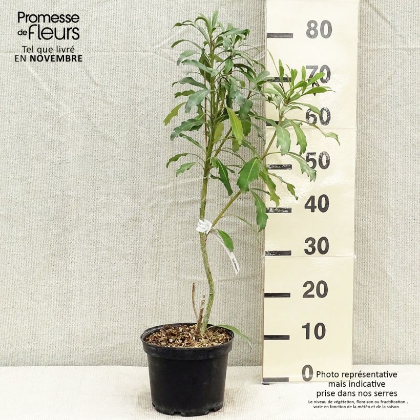 Ejemplar de Pseudopanax lessonii Goldfinger Pot de 3L/4L entregado en otoño