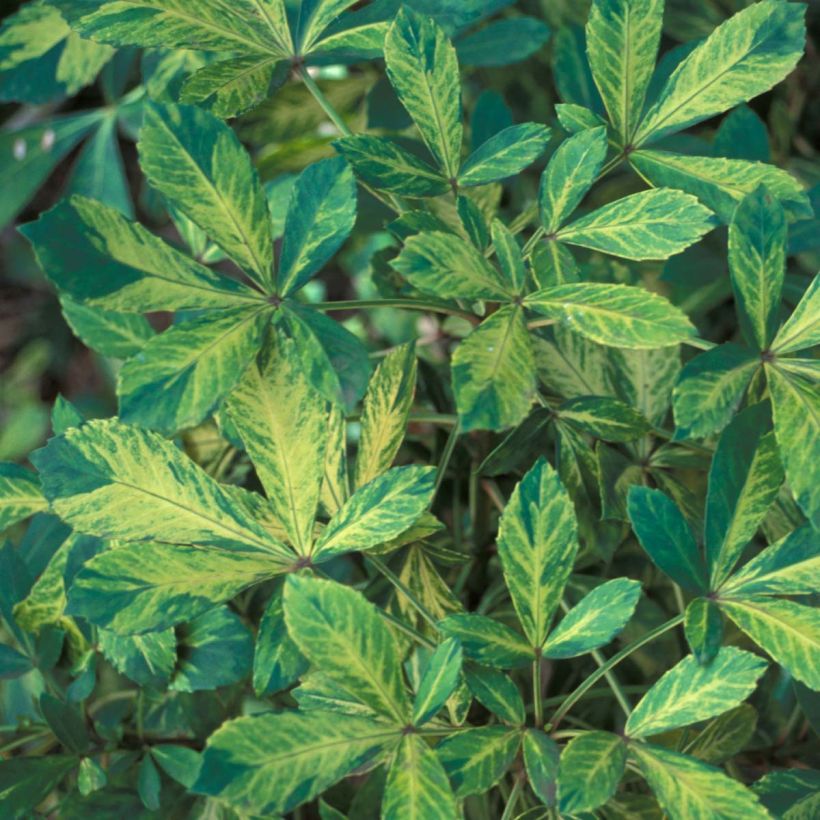 Pseudopanax Goldsplash (Follaje)