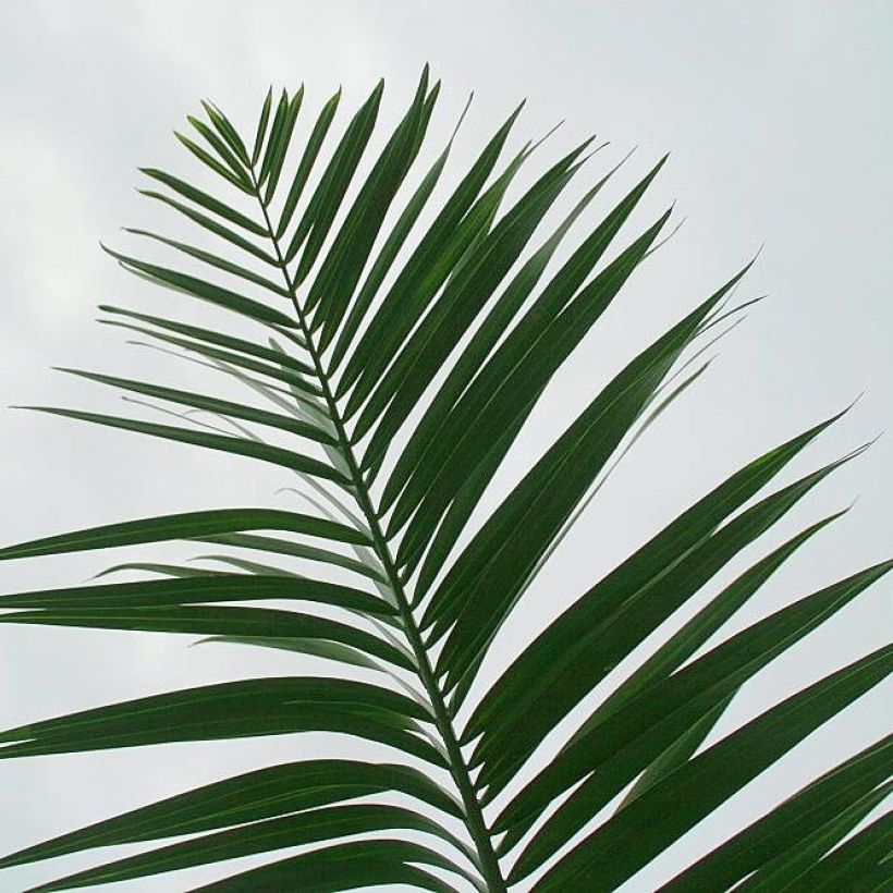 Pseudophoenix sargentii - Palmera (Follaje)