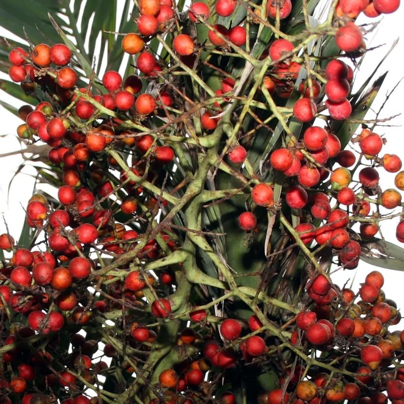 Pseudophoenix sargentii - Palmera (Cosecha)