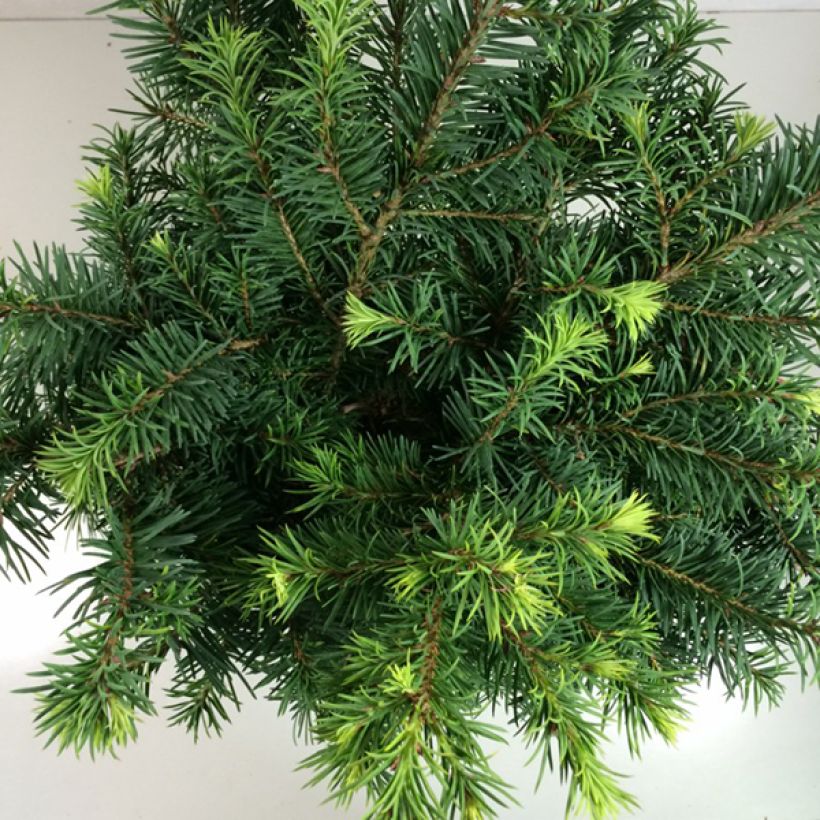 Pseudotsuga menziesii Fletcheri - Pino de Oregón (Follaje)