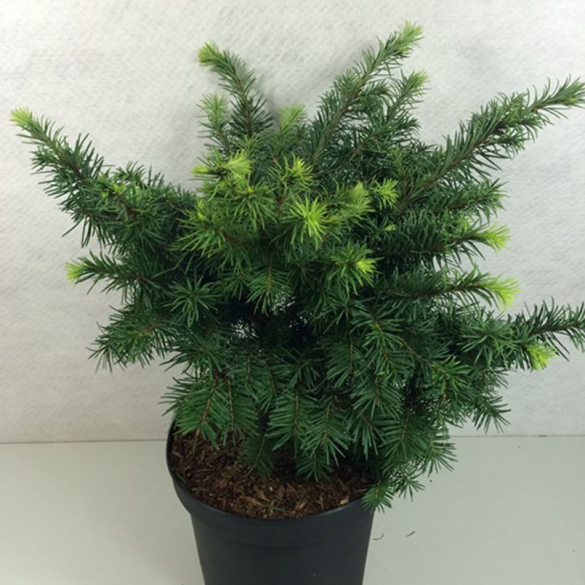 Pseudotsuga menziesii Fletcheri - Pino de Oregón (Porte)