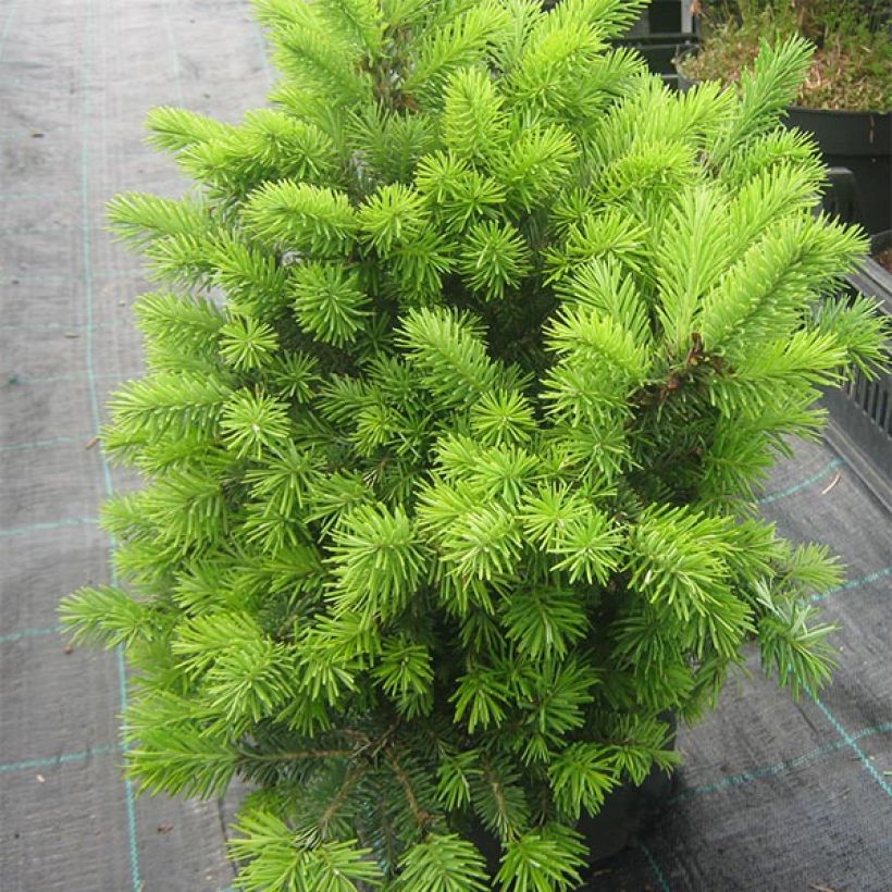 Pseudotsuga menziesii Nyrany - Pino de Oregón (Porte)