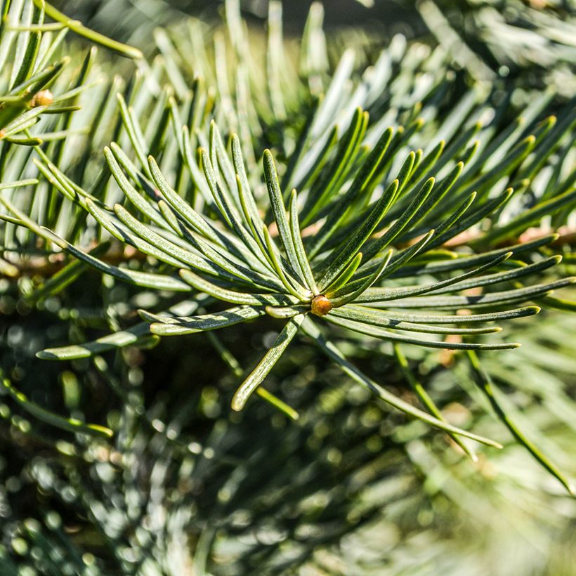 Pseudotsuga menziesii - Pino de Oregón (Follaje)