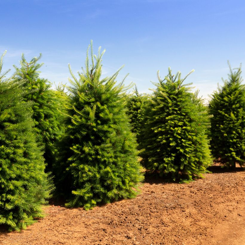 Pseudotsuga menziesii - Pino de Oregón (Porte)