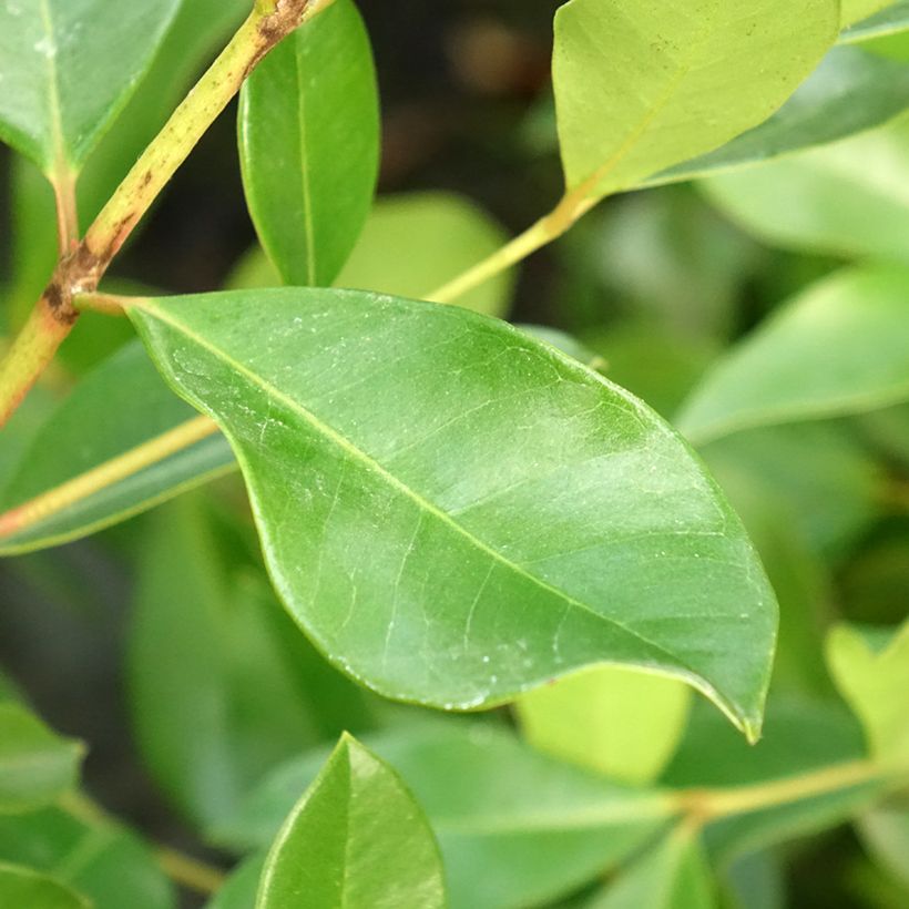 Guayabo - Psidium cattleianum (Follaje)